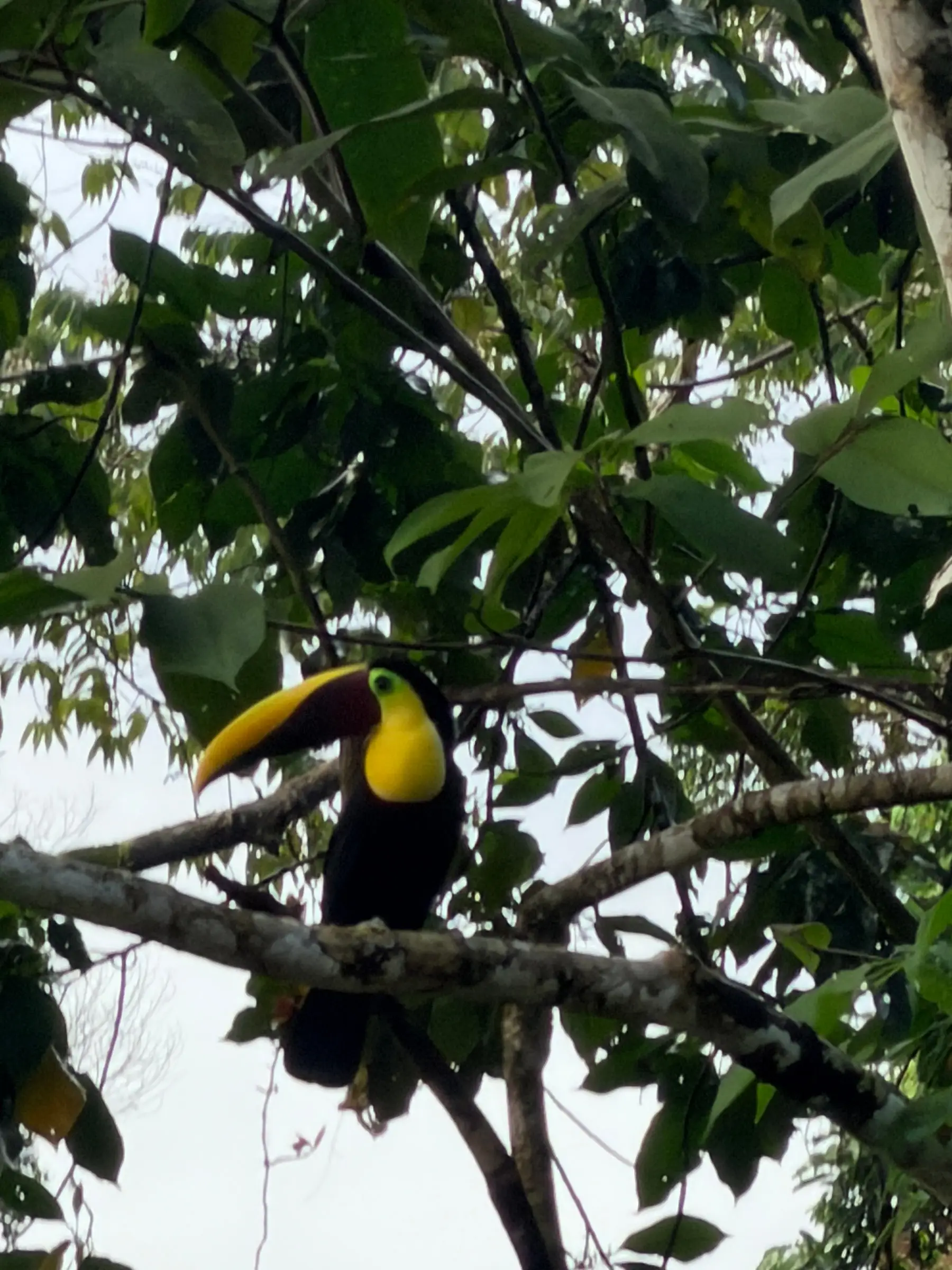 A yellow-throated toucan in the branches above the property